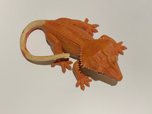 Figure Crested Gecko