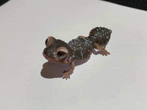 Gashapon Knob Tail Gecko Asst.
