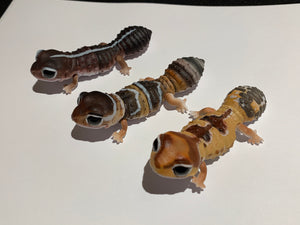Gashapon Fat-Tail Gecko Asst.