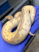 Female Banana Clown 04