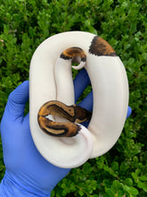 2023 Female Leopard Pied 66% Het Ultramel