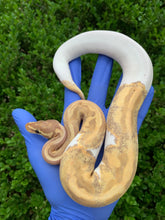 2023 Female Banana Pied