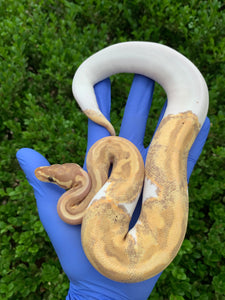 2023 Female Banana Pied