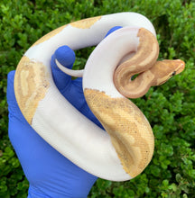 2023 Male Banana Pied