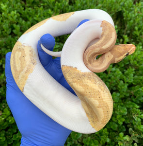 2023 Male Banana Pied