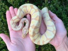 2023 Female Banana Super Enchi Vanilla 66% Het. Clown