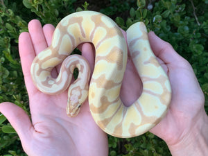 2023 Female Banana Super Enchi Vanilla 66% Het. Clown