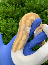2023 Female Banana Pied