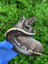 2023 Male Mojave GHI