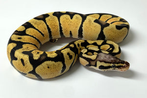 2023 Female Pastel Vanilla 66% Het. Clown