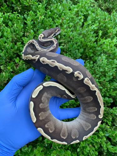 2023 Male Mojave GHI