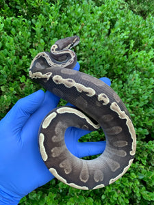 2023 Male Mojave GHI