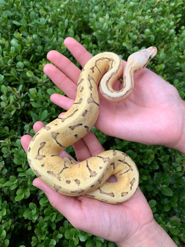 Firefly Pinstripe Double Het. Desert Ghost VPI Axanthic