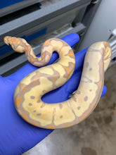 Female Banana Clown 04