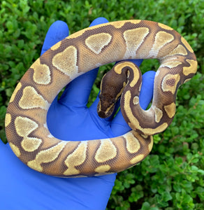 2024 Female Enchi Mojave YB (Blackhead)