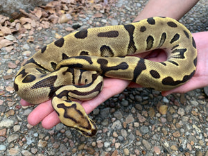 2022 Female Leopard Vanilla Enchi 66% Het. Clown