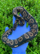 2023 Female Blackhead YB (HRA)