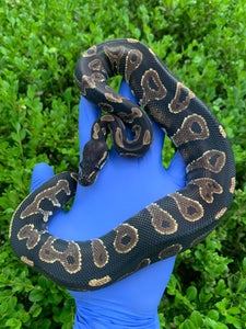 2023 Female Blackhead YB (HRA)