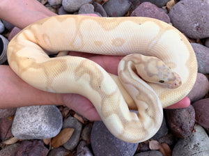 (Proven Breeder) Banana Vanilla Enchi Clown