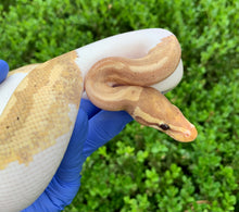 2023 Male Banana Pied
