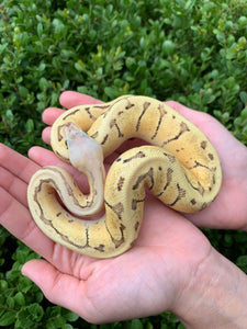 Firefly Pinstripe Double Het. Desert Ghost VPI Axanthic