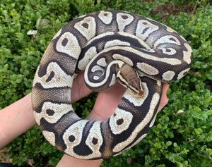 (Proven Breeder) Mojave Pastel (Pos. Yellowbelly)