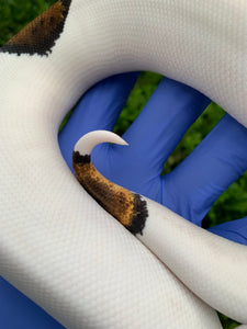2023 Female Leopard Pied 66% Het Ultramel