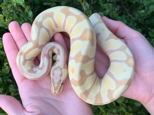 2023 Female Banana Super Enchi Vanilla 66% Het. Clown