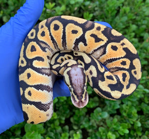 2024 Male Pastel (pos Super pastel) Vanilla 50% Het Clown
