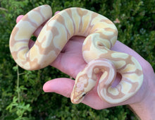 2023 Female Banana Super Enchi Vanilla 66% Het. Clown