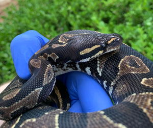 2023 Female Blackhead YB (HRA)