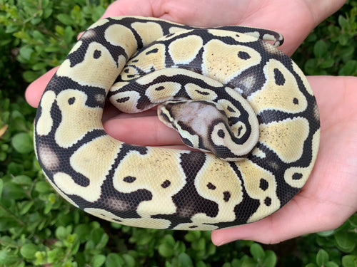 2023 Female Desert Ghost Pastel Het. VPI Axanthic