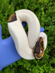 2023 Female Leopard Pied 66% Het Ultramel