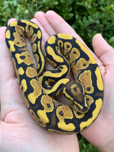 2024 Female Vanilla Orange Dream Yellowbelly