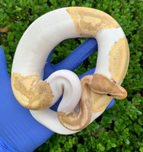 2023 Male Banana Pied