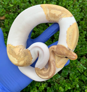2023 Male Banana Pied