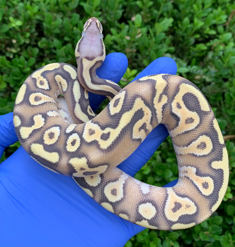 2024 Male Hypo Mojave Pastel (YB)(Unproven Hypo Line)