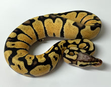 2023 Female Pastel Vanilla 66% Het. Clown