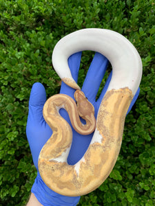 2023 Female Banana Pied