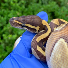 2024 Female Enchi Mojave YB (Blackhead)