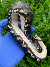 2023 Female Blackhead YB (HRA)
