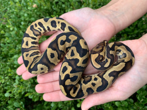 2023 Female Leopard Vanilla/Fire Het. Clown