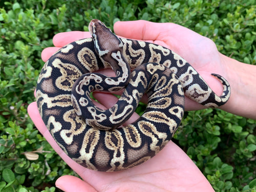 2023 Male GHI Pastel Het. Lavender 66% Het. VPI Axanthic