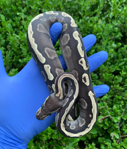 2023 Female Mojave GHI