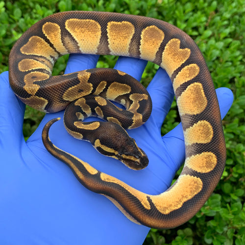 2024 Male Blackhead Enchi YB