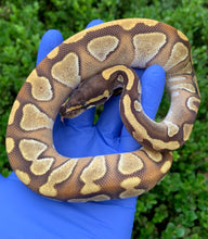 2024 Female Enchi Mojave YB (Blackhead)