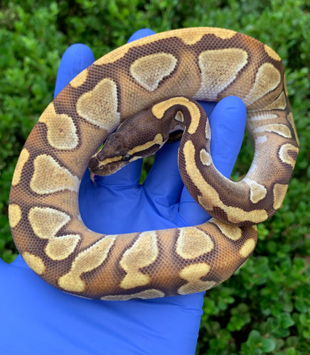 2024 Female Enchi Mojave YB (Blackhead)