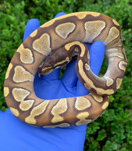 2024 Female Enchi Mojave YB (Blackhead)