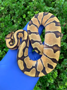 2024 Female Vanilla Enchi Het Clown