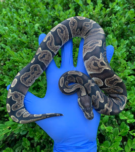 2023 Female GHI 66% Het Pied